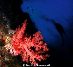 This photo was taken on my first wall dive in Sharm El Sh... by Bernard Groenewald 